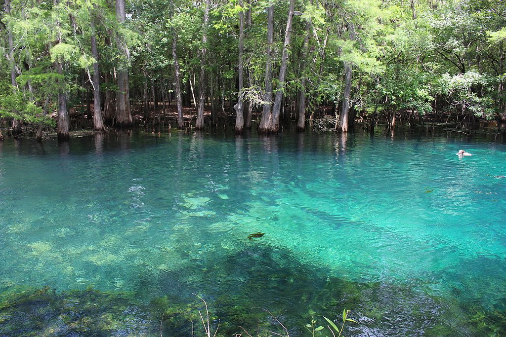crystal clear water Manatee Springs State Park