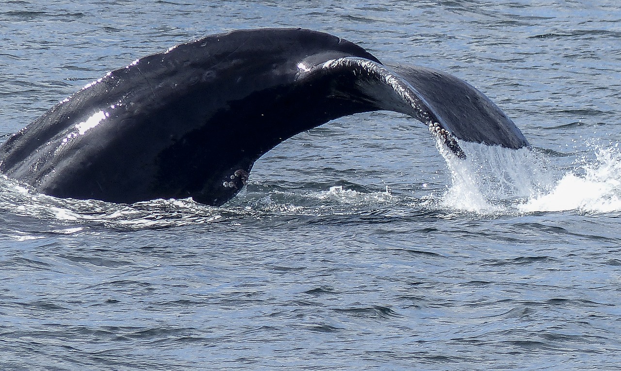 Humpback whale tail fluke rising above the ocean surface