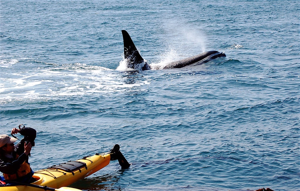 Kayaker capturing the moment with a camera as an orca whale surfaces nearby