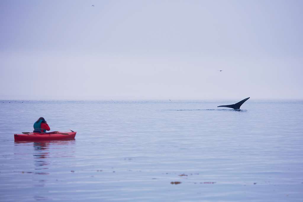 Solo kayaker in red kayak observes whale fin emerging from calm ocean
