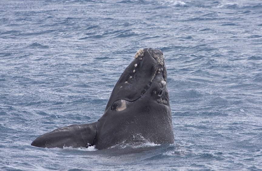 Southern right whale breaching waters off the coast of Australia, showcasing its unique callosities