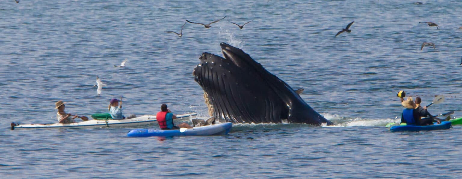 Kayakers on calm waters observing a humpback whale  surfacing, surrounded by flying birds