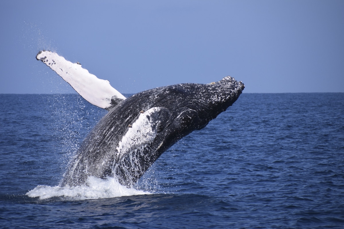Humpback whale breaching off the coast of Ireland