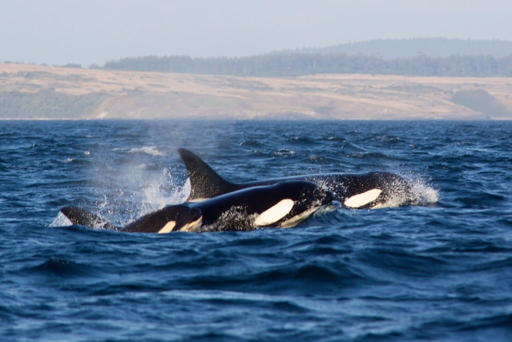 Pair of orcas playfully swimming near Vancouver Island, with scenic coastline backdrop